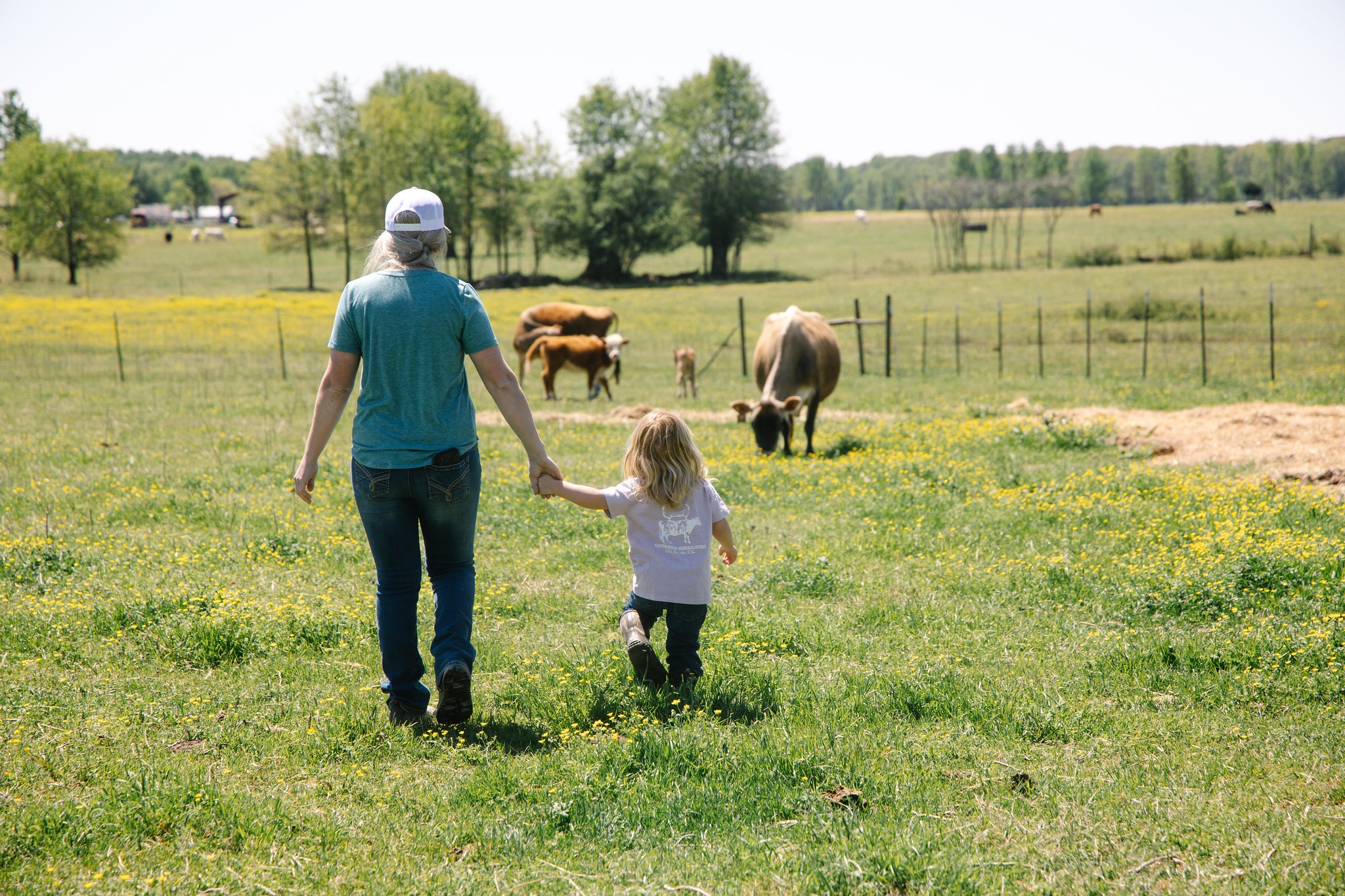 Adult and child holding hands walking toward cows in a grassy field with trees and a fence in the background.