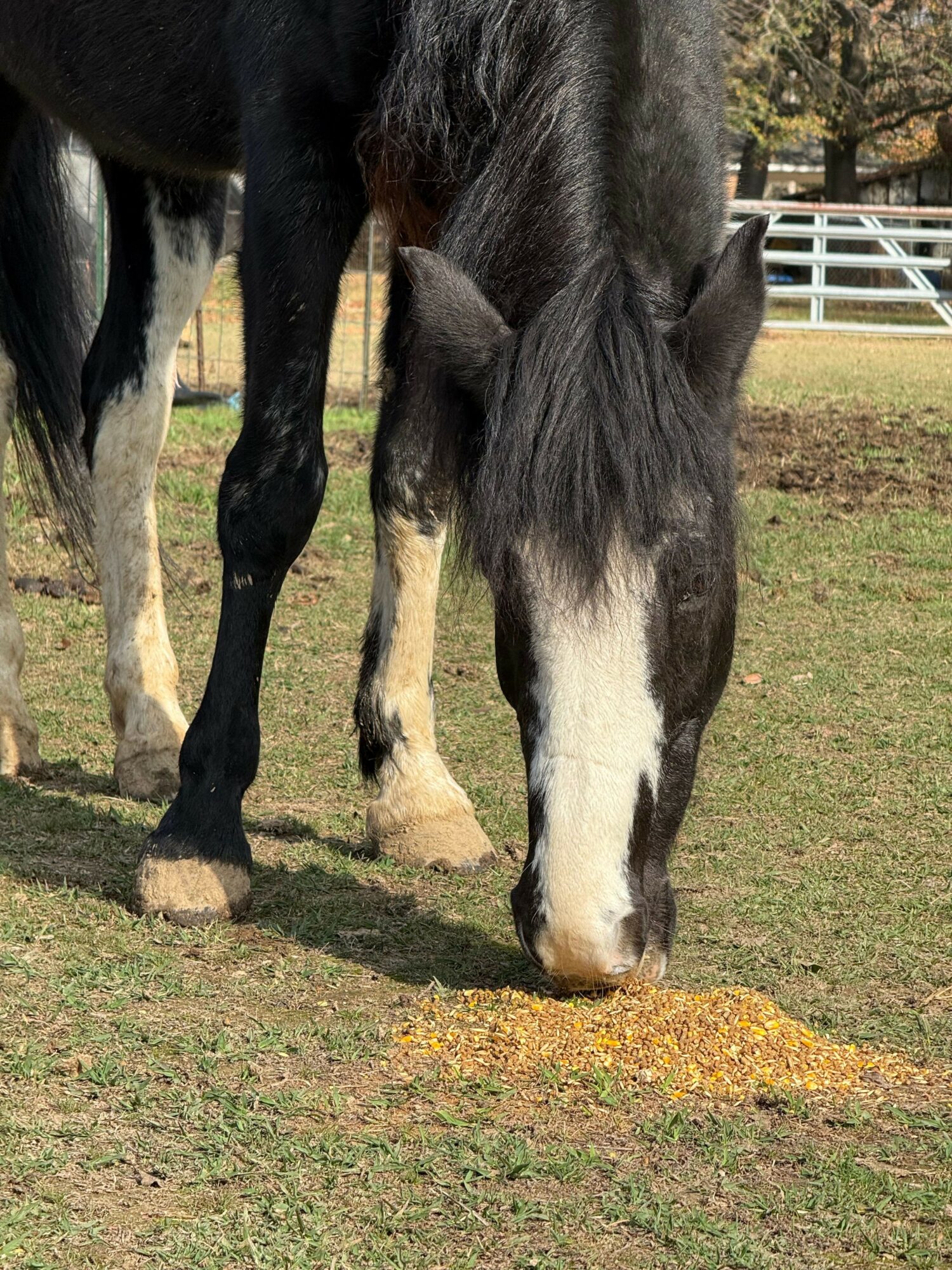 A black and white horse standing on grass with a fence in the background.