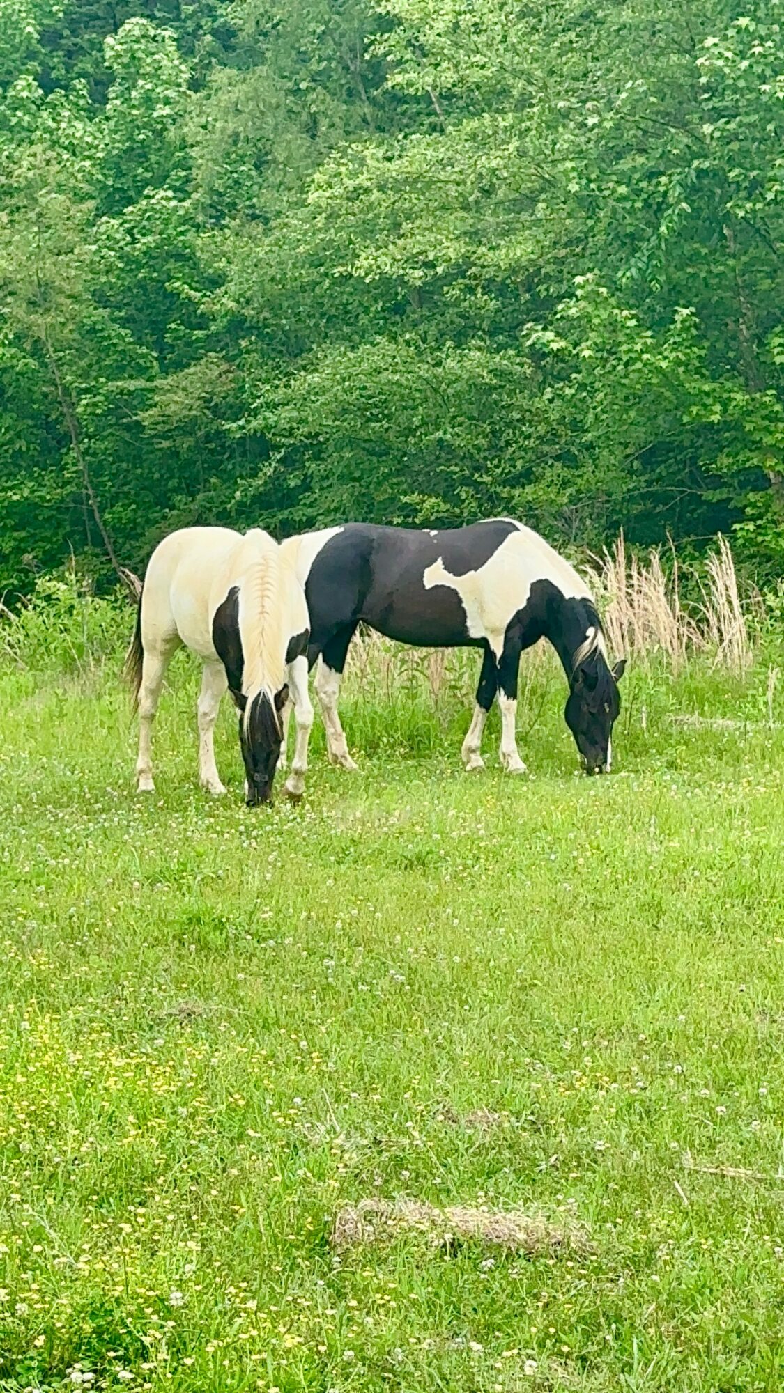 Two horses grazing in a green field with trees in the background.