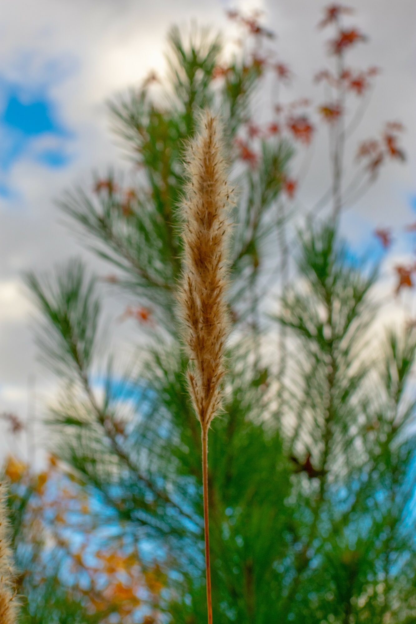 Close-up of a tall, fuzzy grass stalk with a background of green leaves and a partly cloudy sky