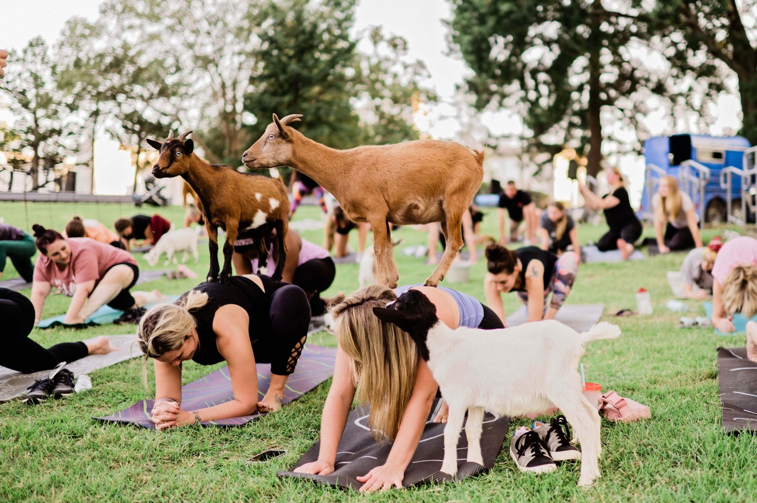 People stretch on yoga mats in a grassy park while goats walk among them.