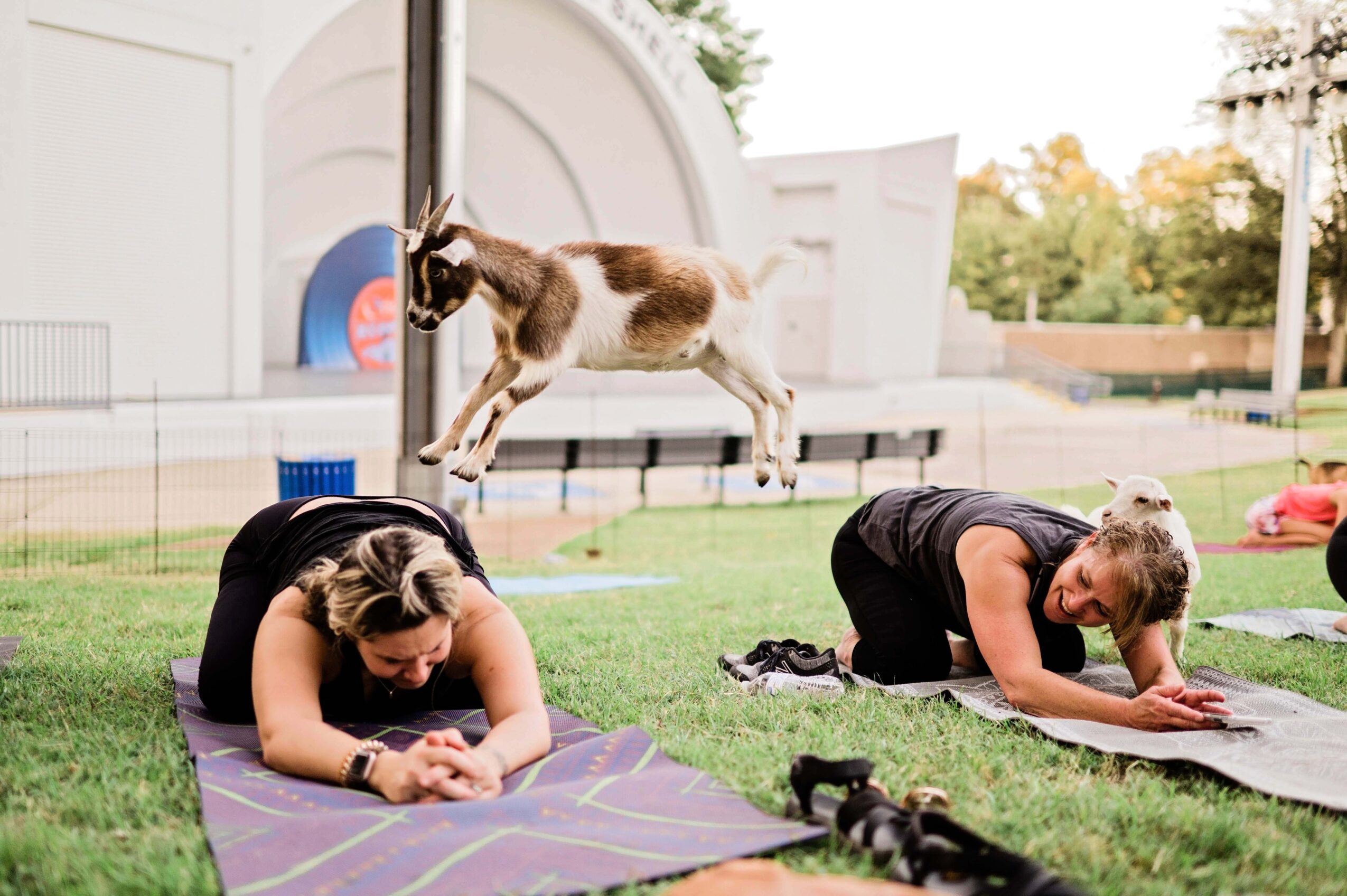 Two people stretch on yoga mats while a goat stands on a narrow beam behind them.