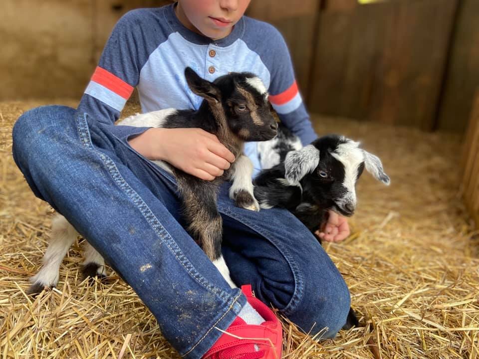 A seated child holds two small black-and-white goats on a bed of straw.