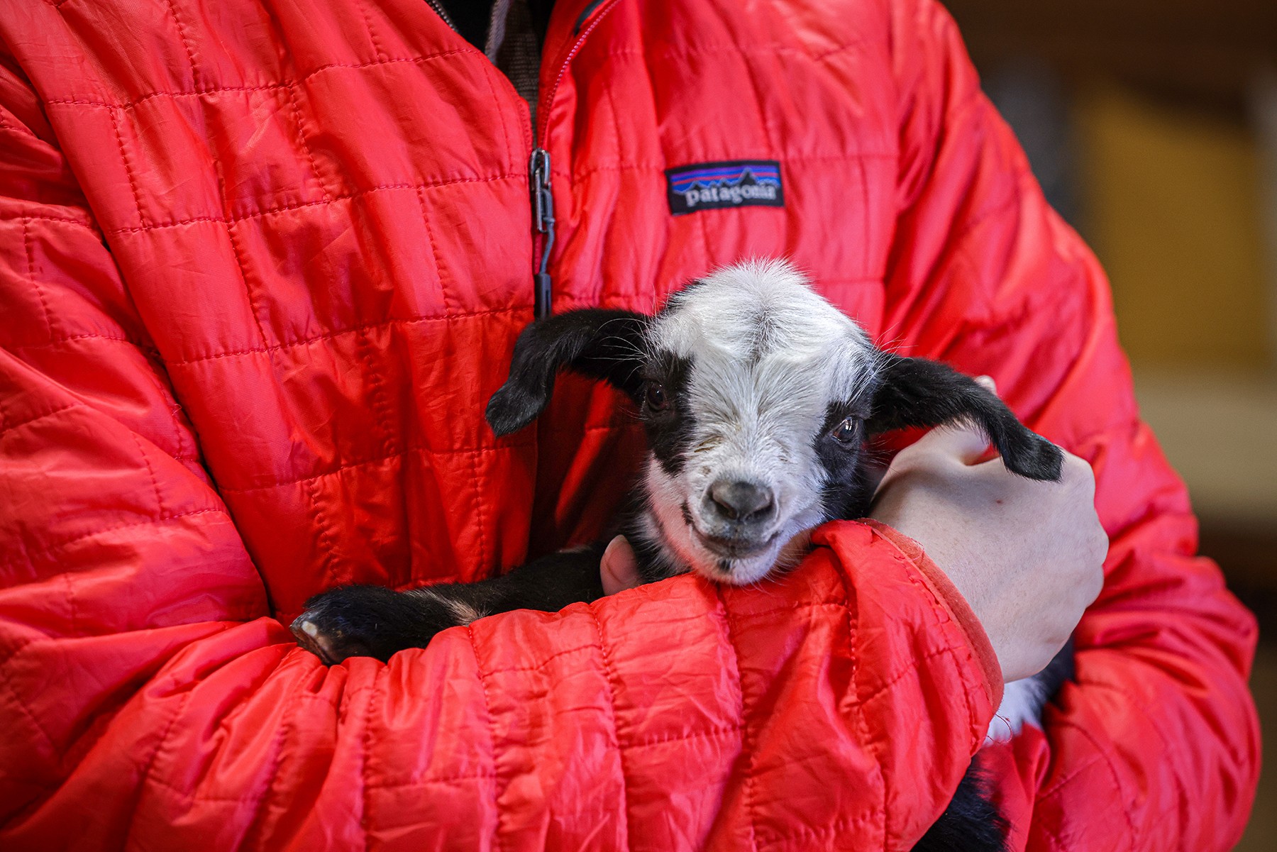 A small black-and-white puppy is held in the arms of a person wearing a red jacket.