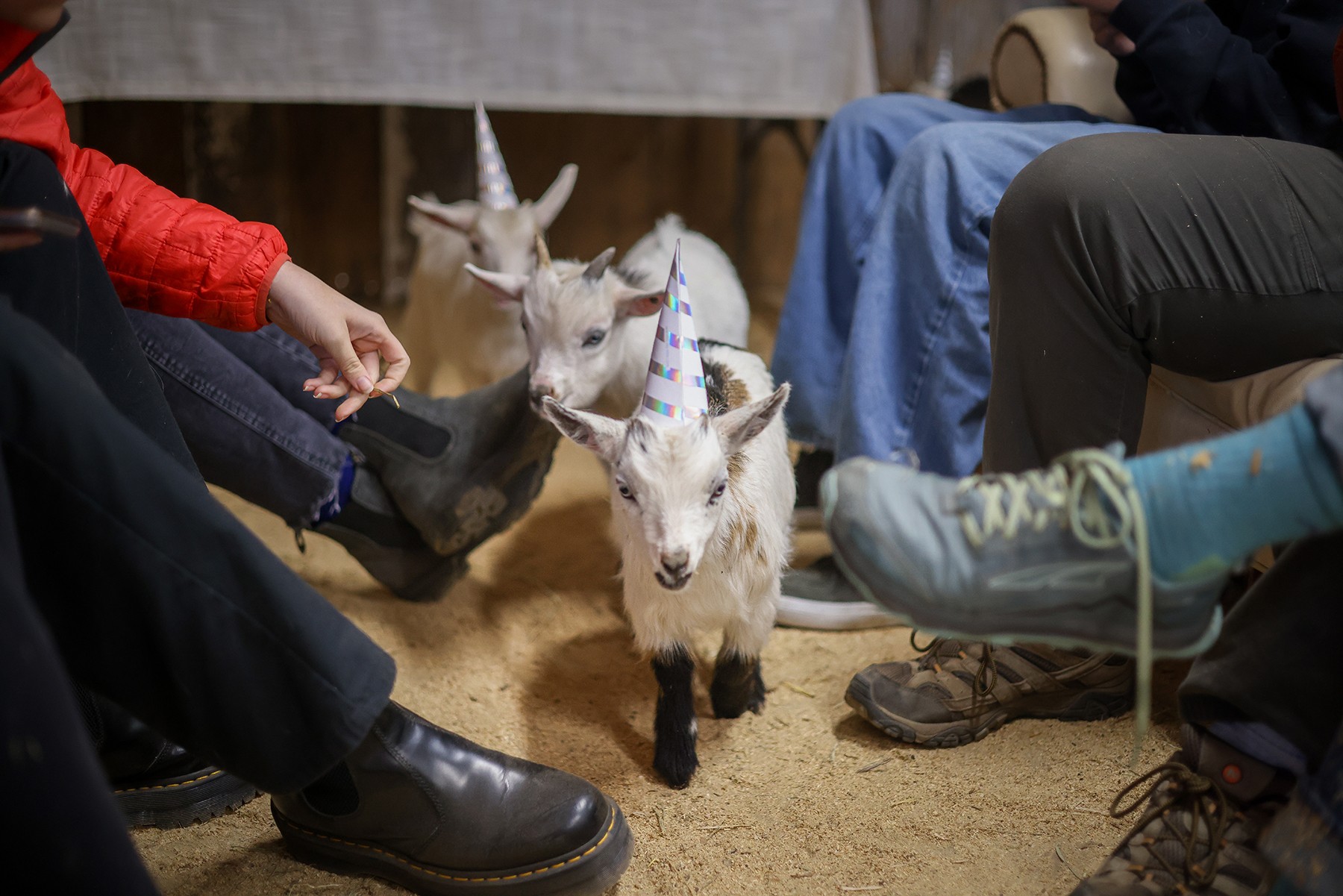 Several small goats stand on a wood-shaving floor between seated people, one person reaching toward them.